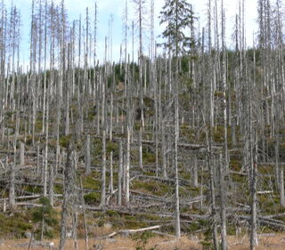 Die Grenzen des Wachstums